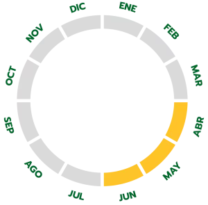 Ciclo de producción del melón