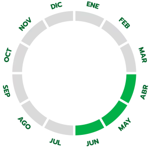 Ciclo de producción de la sandía