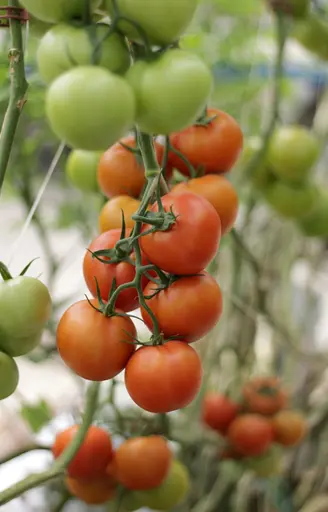 Tomate, producto de invernaderos solares del sur de Europa